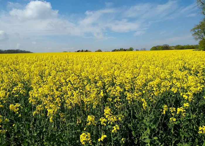 Daire Fische - Sellin (Rugen)